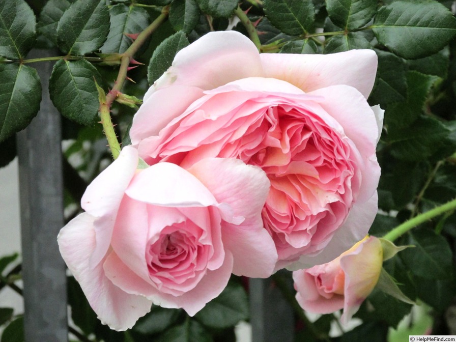 'Abraham Darby' rose photo