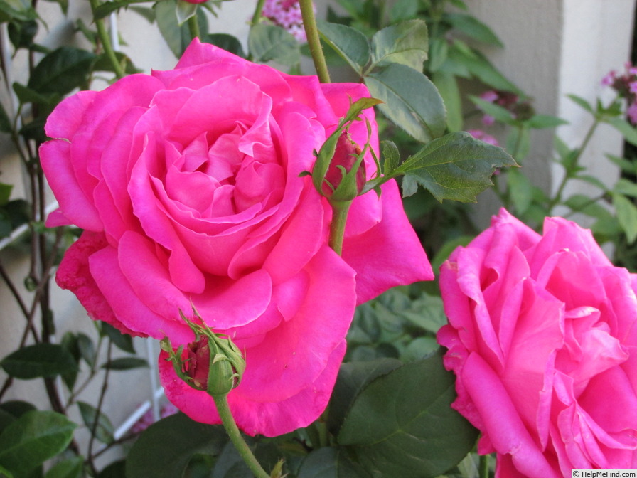 'Miss All-American Beauty' rose photo