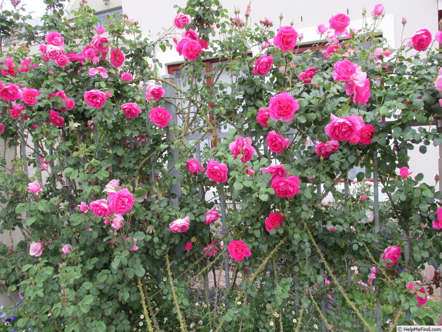 'Pink Cloud (climber, Boerner 1952)' rose photo