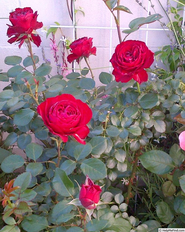 'Annique' rose photo