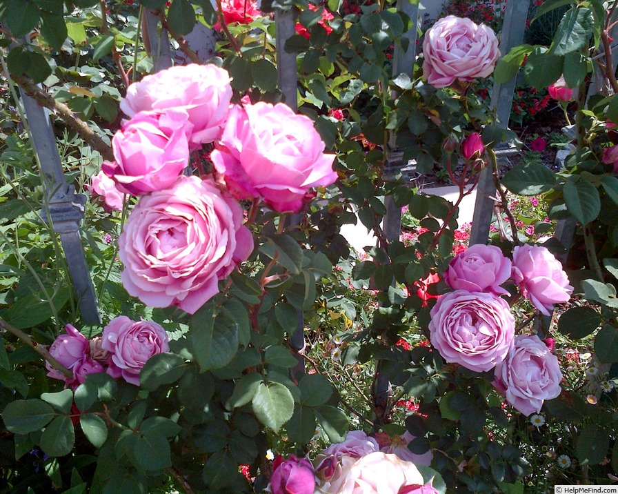 'Towering Rose Magic' rose photo