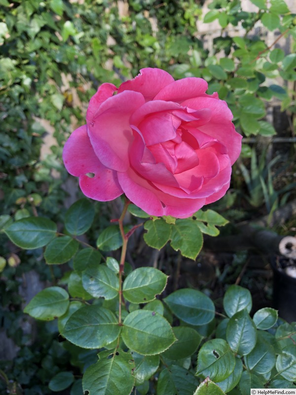 'Country Dancer' rose photo