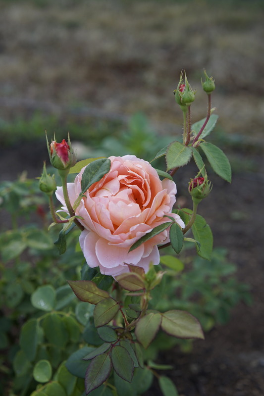 'Carding Mill ™' rose, click to enlarge 'Carding Mill ™' rose photo
