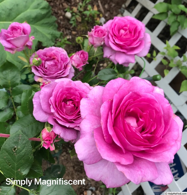 'Simply Magnifiscent' rose photo