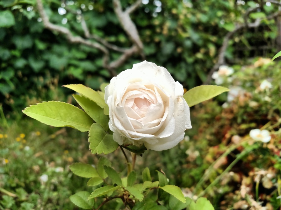 'Climbing Clothilde Soupert' rose photo