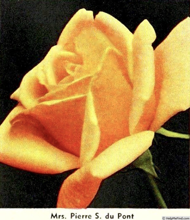 'Madame Pierre S. Dupont' rose photo