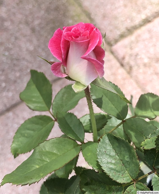 'MMILC3NA3' rose photo
