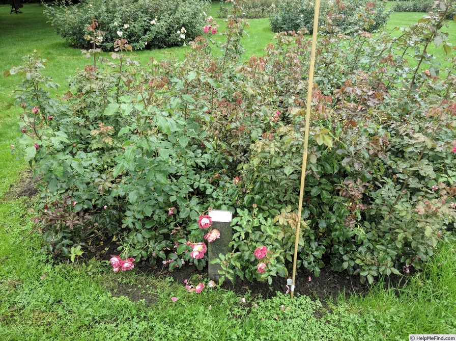 'Maxim ® (hybrid tea, Tantau, 2016)' rose photo