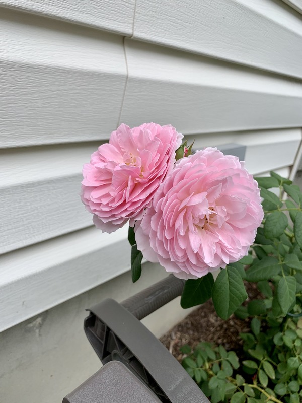 'The Ancient Mariner' rose photo