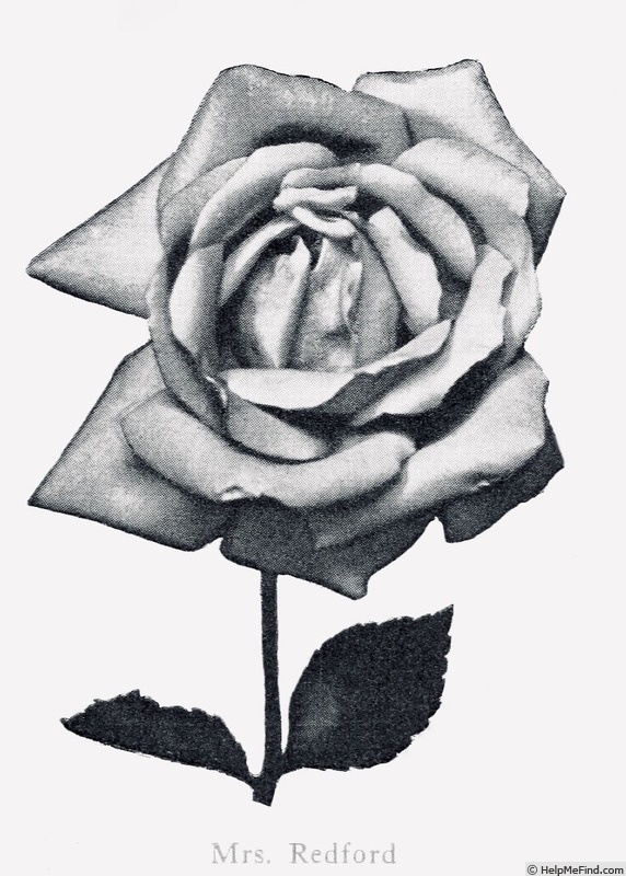 'Mrs. Redford' rose photo