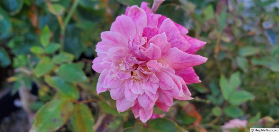 'Pink Poodle (Miniature, Moore, 1991)' rose photo