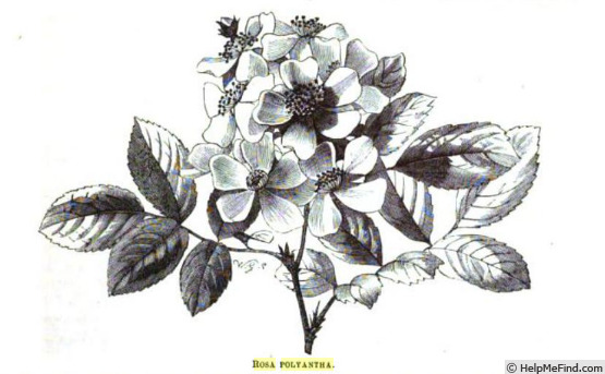 '<i>Rosa multiflora</i> Thunb.' rose photo