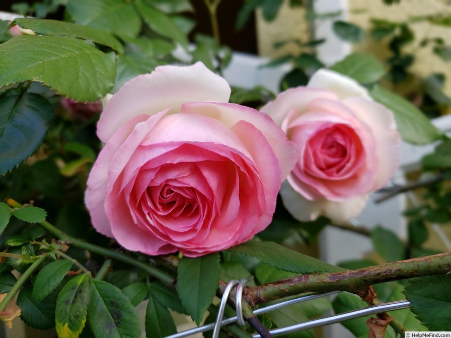 'Pierre de Ronsard ®' rose, click to enlarge 'Pierre de Ronsard ®' rose photo