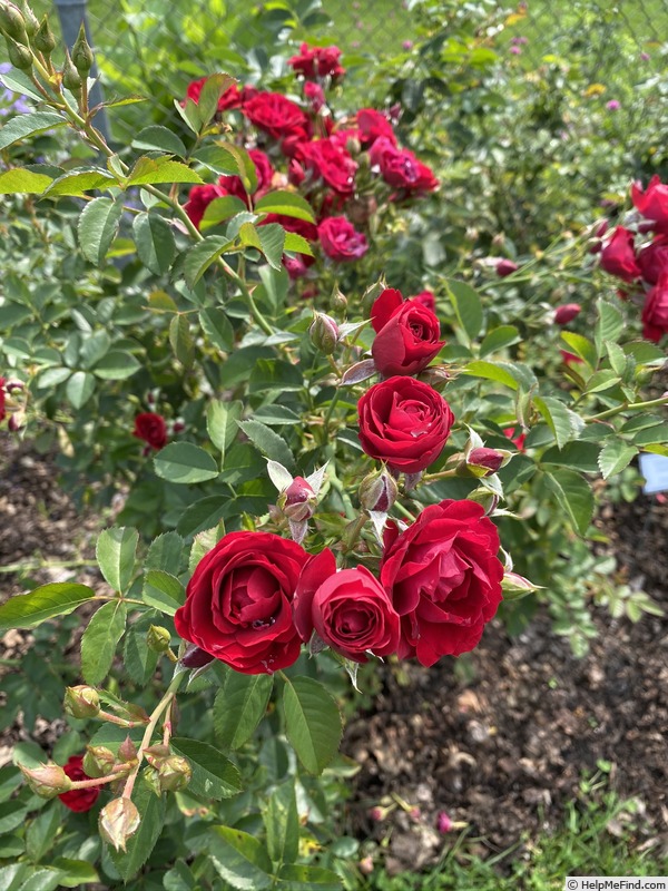 'Cherry Frost' rose photo