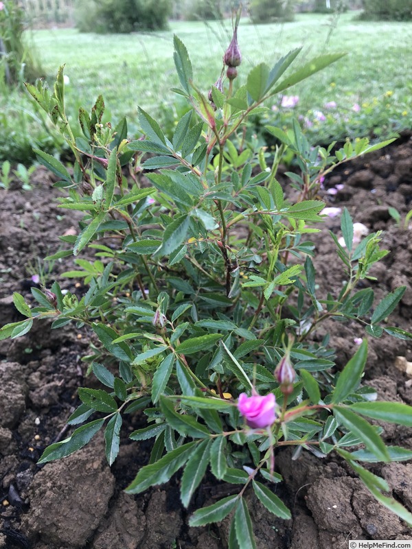 'AKA 121.2-18' rose photo