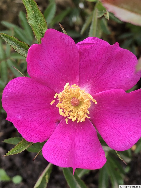 'AKA 121.2-18' rose photo