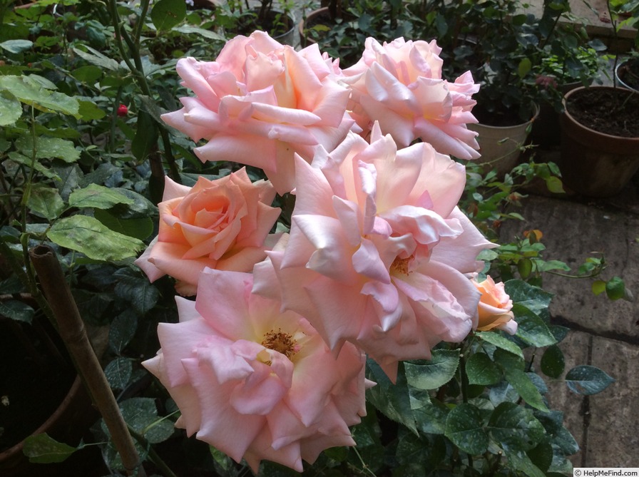 'Scentsation' rose photo