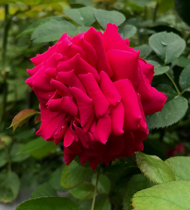 'Glamorous Ruffles ®' rose photo