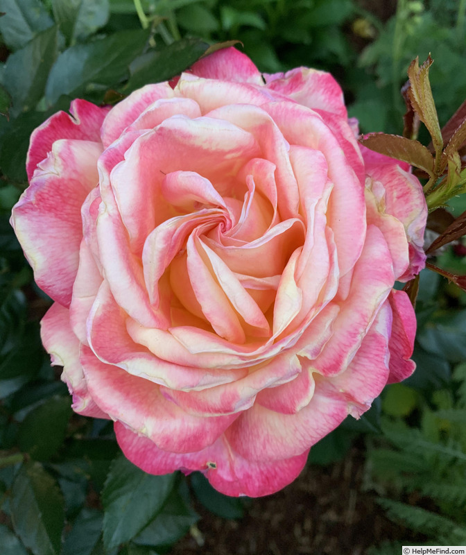 'Enchanted Peace™' rose photo