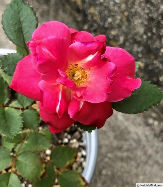 'PLT11ZMOTH' rose photo