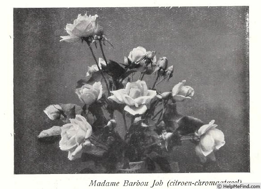 'Madame Bardou Job' rose photo