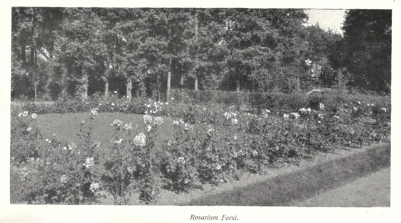 'Ostdeutscher Rosengarten'  photo