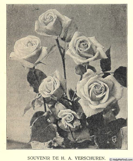 'Souvenir de H. A. Verschuren' rose photo