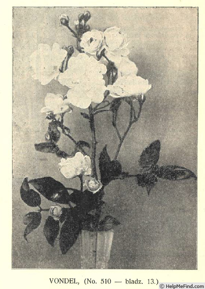 'Vondel' rose photo