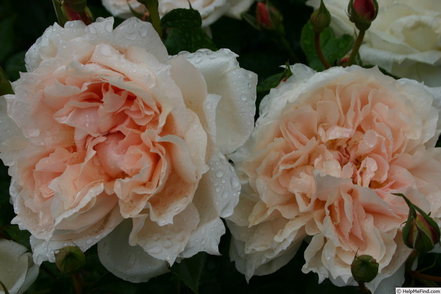 'KORunrok' rose photo