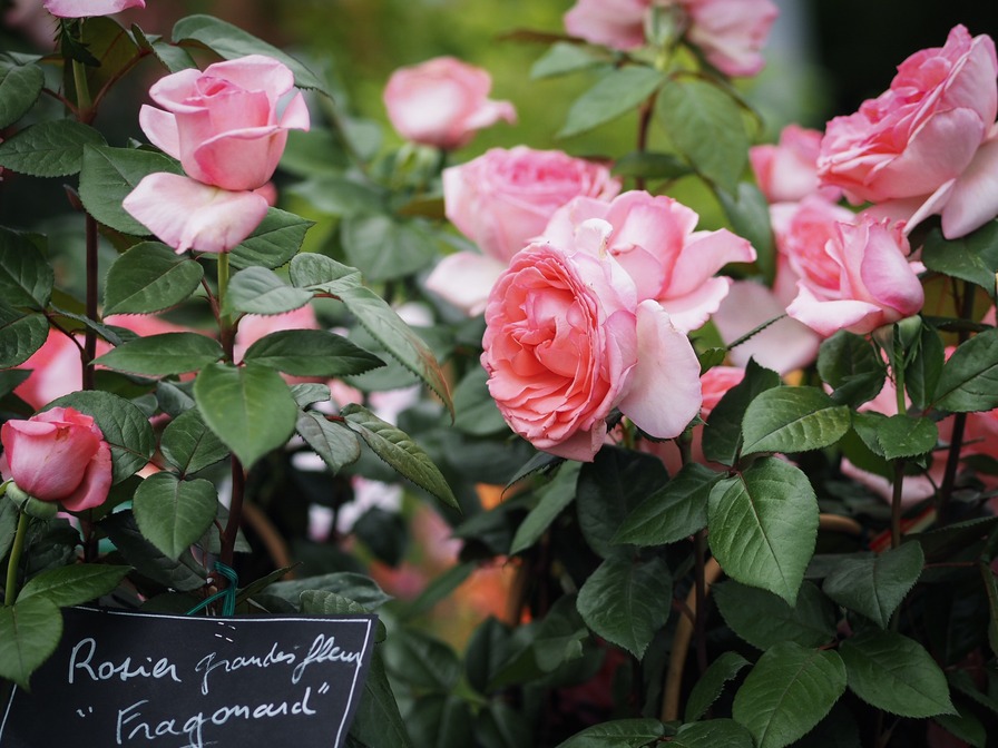 'Fragonard ®' rose photo