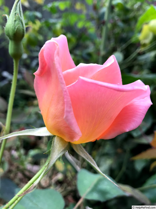 'Irish Elegance' rose photo