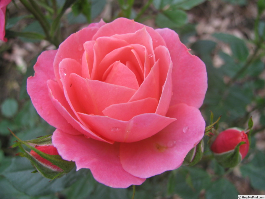 'Rosi' rose photo