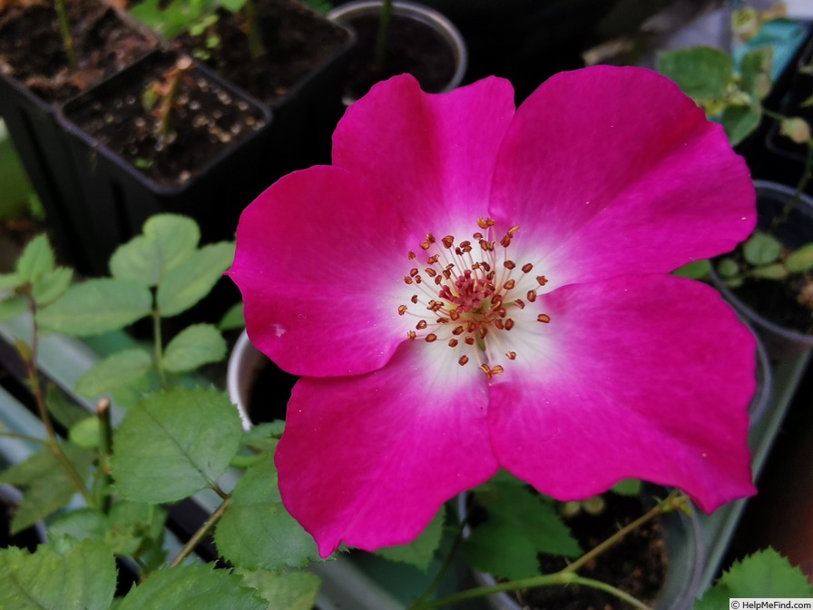 'Boogievillea' rose photo