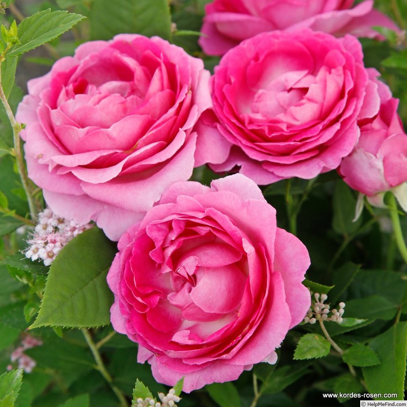 'Fräulein Maria von Jever' rose photo