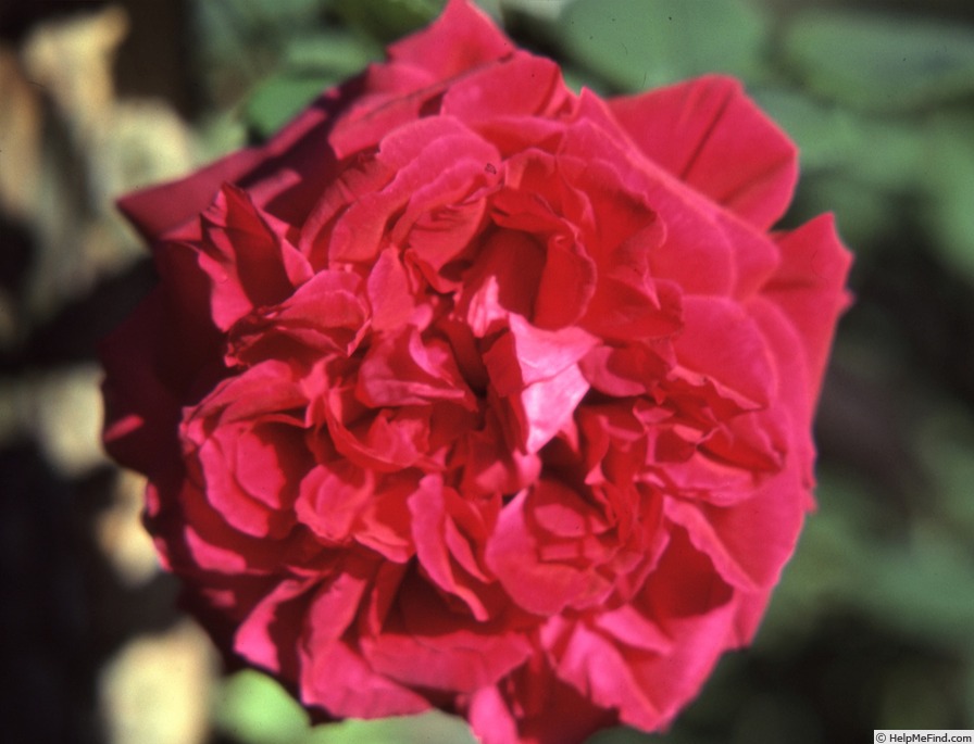 'Neervelt' rose photo