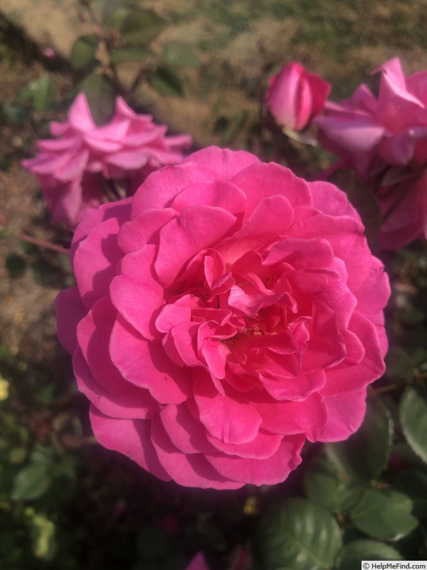 'Brindabella Purity' rose photo