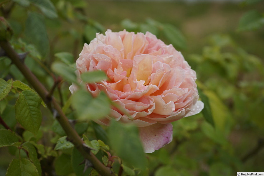 'Abraham Darby' rose photo
