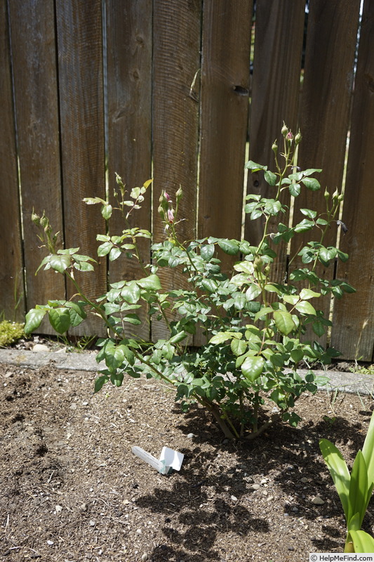 'Scepter'd Isle ®' rose photo