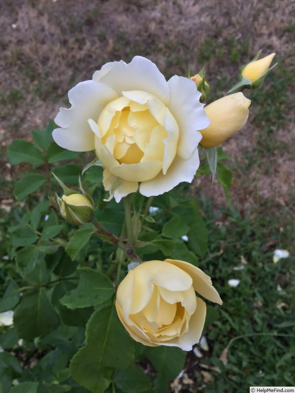 'Imogen (shrub, Austin 2016)' rose photo