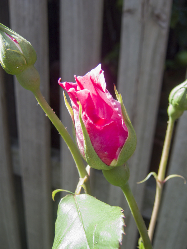 'Diana Allen' rose photo
