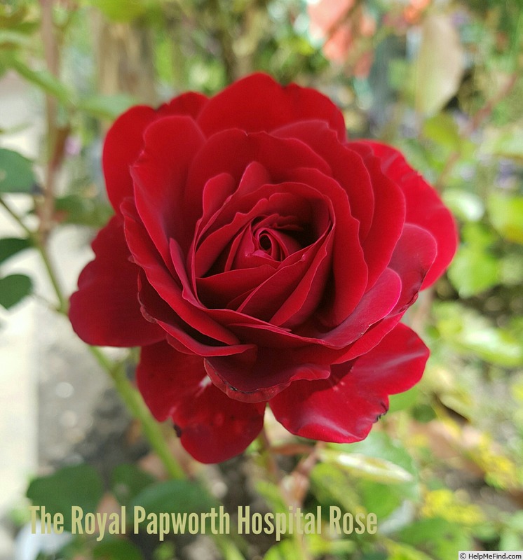 'The Papworth Hospital Rose' rose photo
