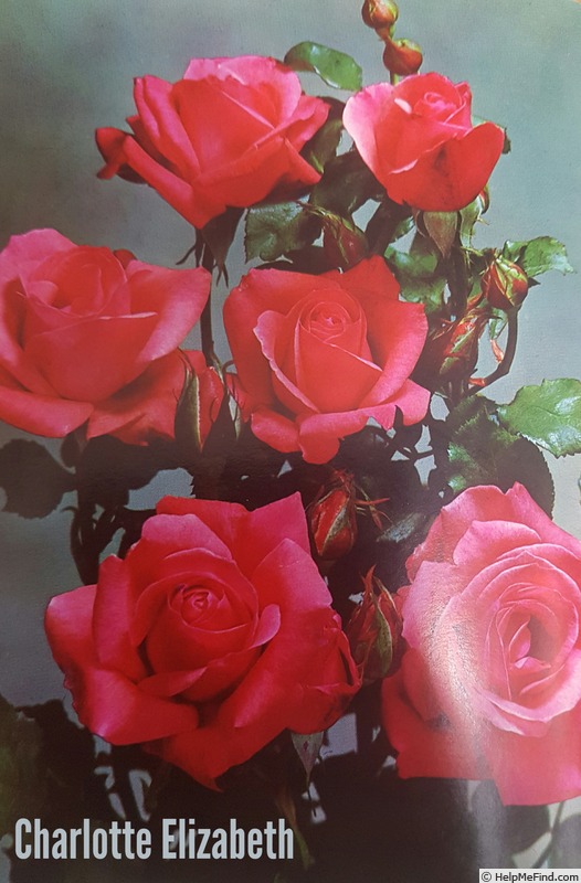 'Charlotte Elizabeth' rose photo