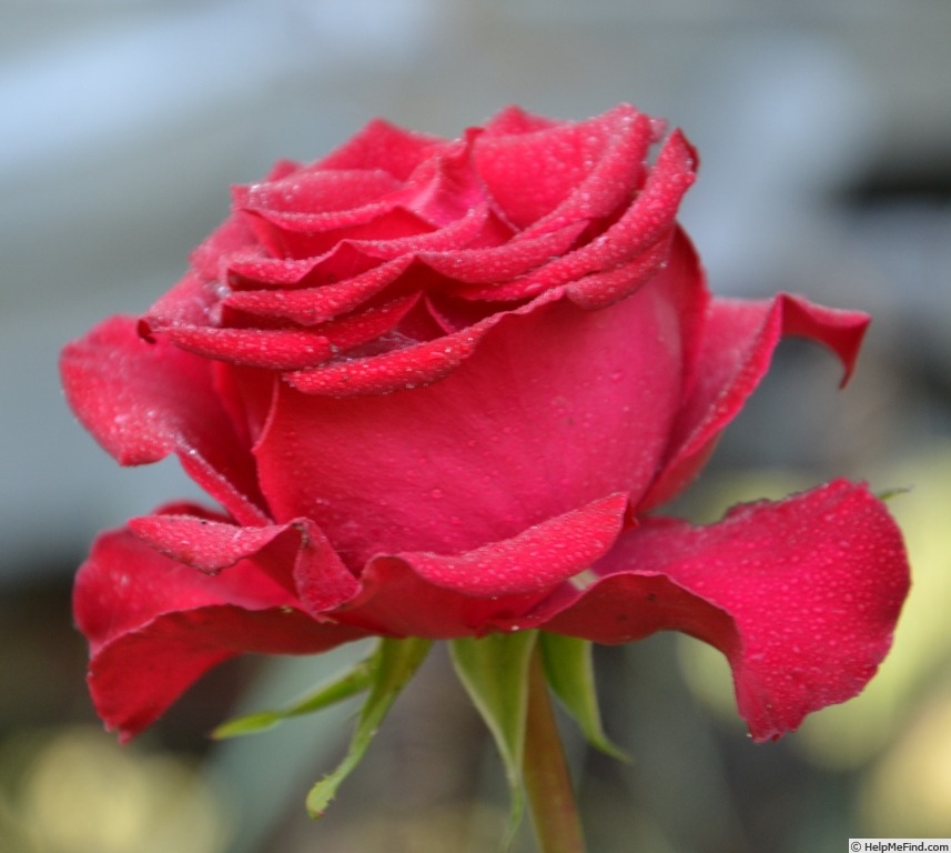 'Lovely Red' rose photo