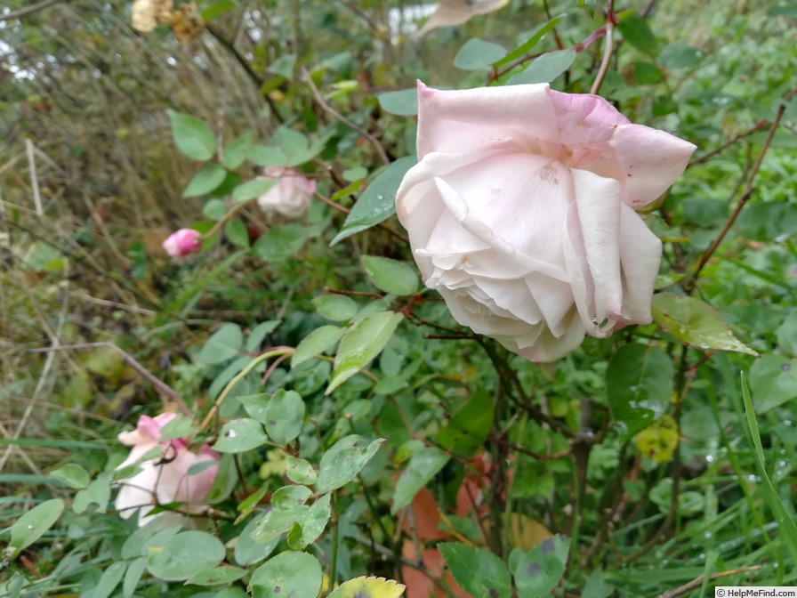 'Madame Camille' rose photo