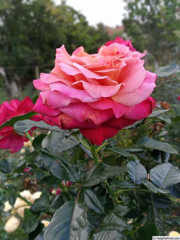 'Sourire de Deauville ®' rose photo