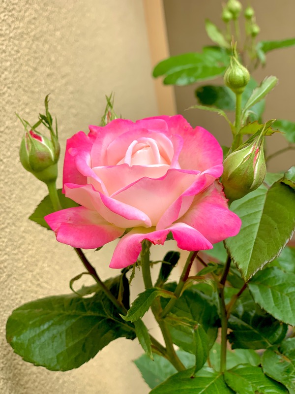'Beautiful Girl' rose photo