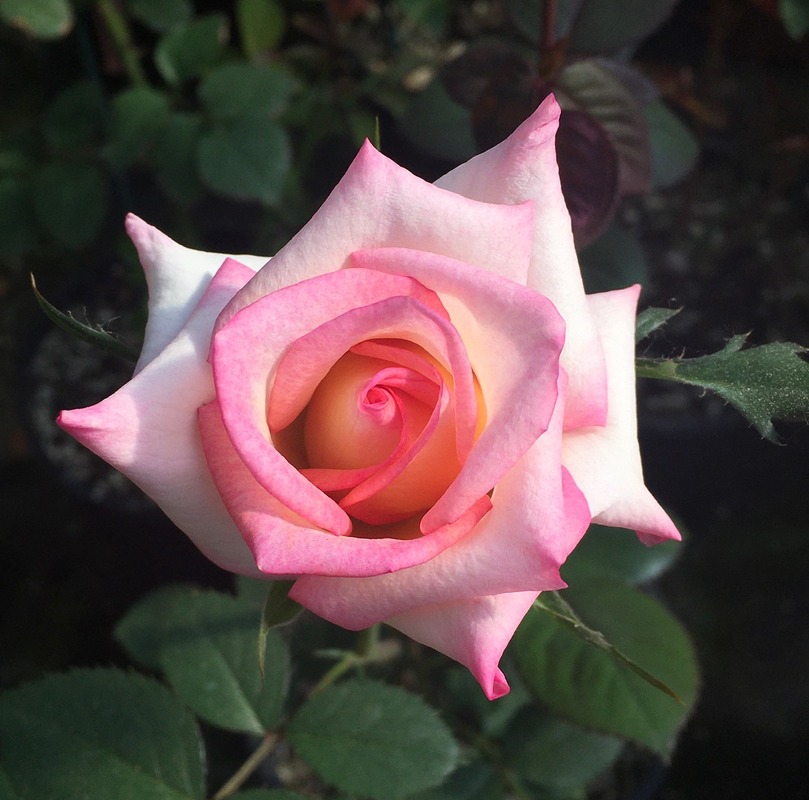 'Ruthie's Rose' rose photo