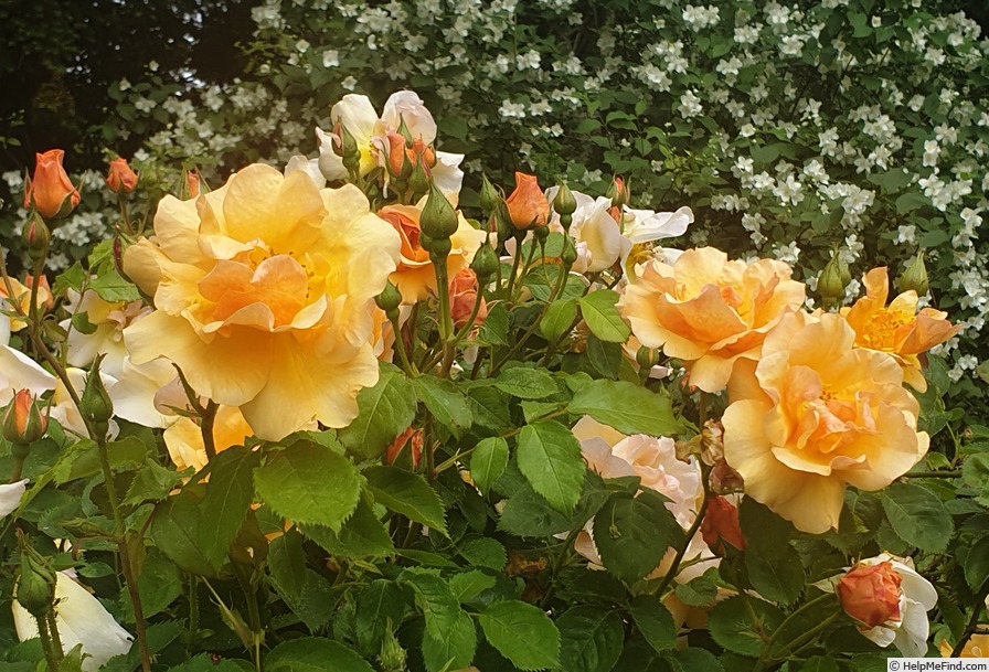 'Campina Gold ®' rose photo