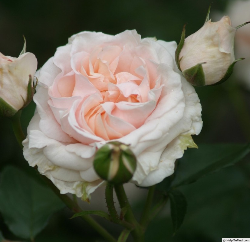 'Chiardina ®' rose photo