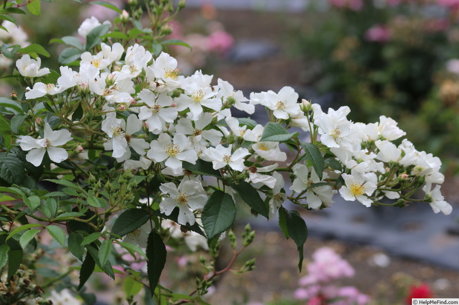 'Sky-Blizzard' rose photo